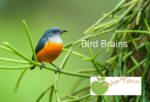 A Beautiful Bird-Themed Slide Show with Trivia, Word Games & Creative Fun